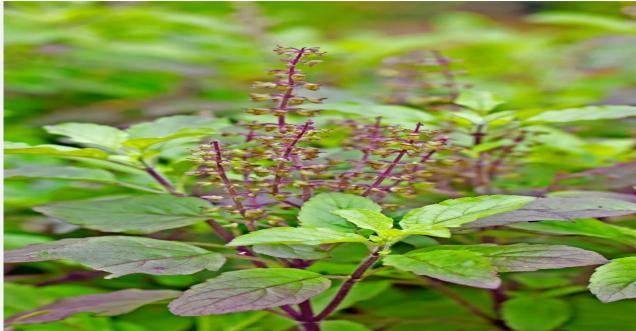 Tulsi plant rules -: तुलसी की पत्तियां तोड़ते समय ना करें ये बड़ी गलती आ सकता है दुर्भाग्य