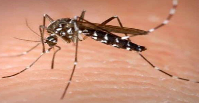 डेंगू और चिकनगुनिया का बढ़ता खतरा